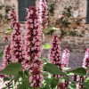 Agastache